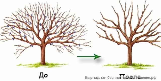 Обрезка плодовых деревьев