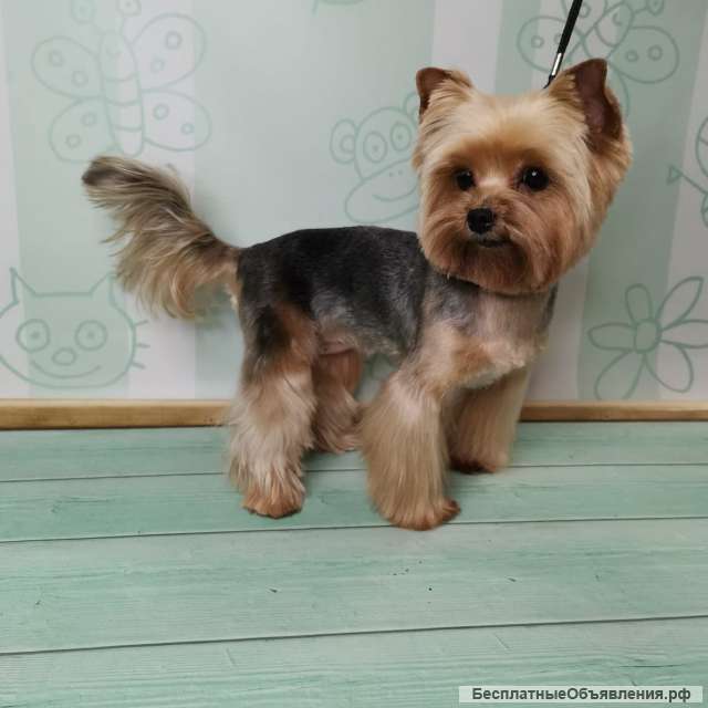 Стрижка собак. Груминг