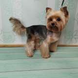 Стрижка собак. Груминг