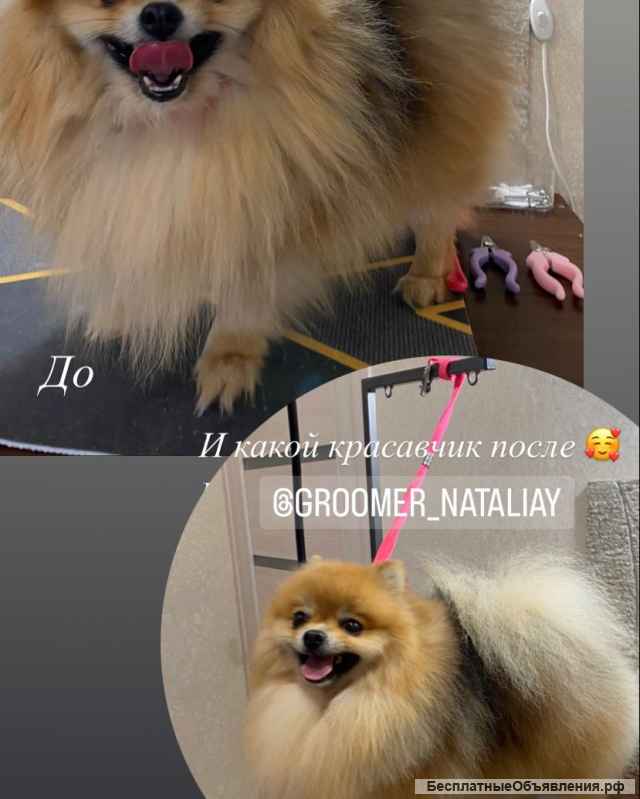 Стрижка собак. Груминг