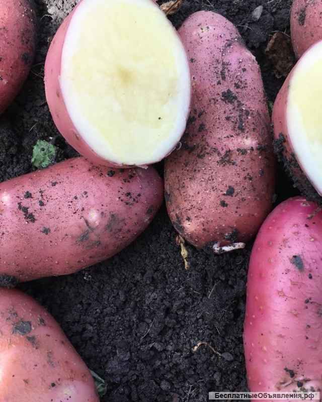 Картофель оптом со склада КФХ Нижний Новгород