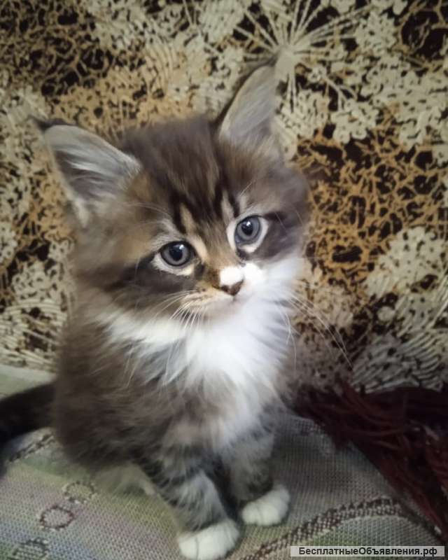 Котята мэйн-кун