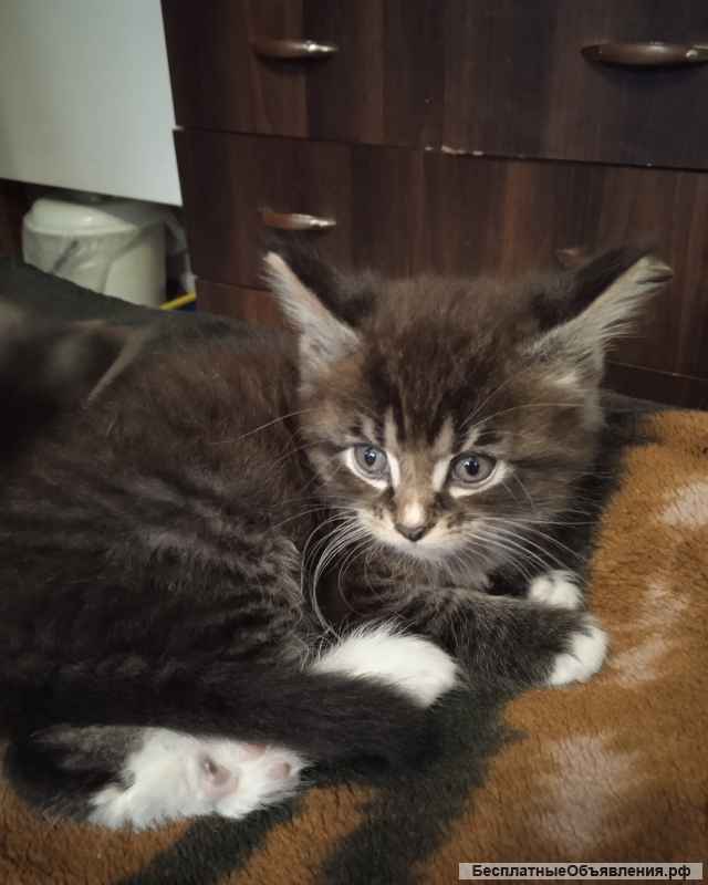 Котята мэйн-кун