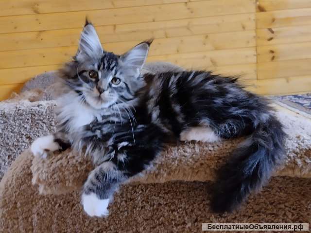 Котята мейн кун