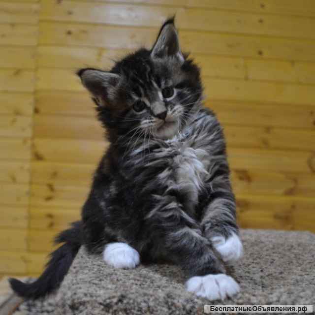 Котята мейн кун