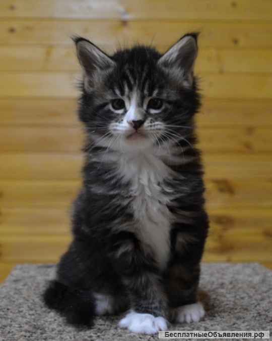 Котята мейн кун