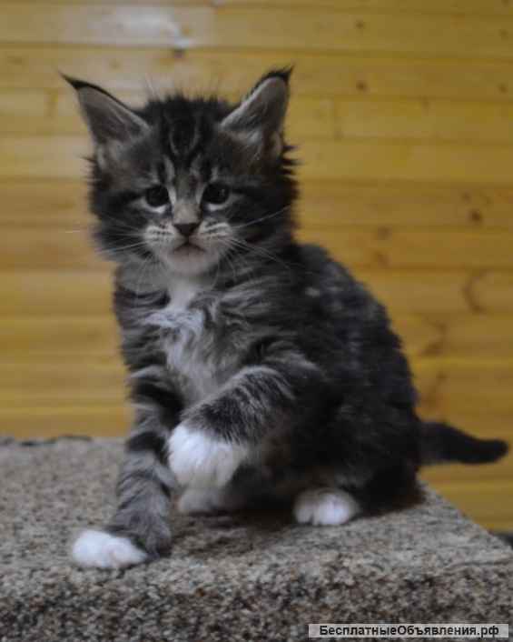 Котята мейн кун