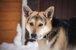 Красавец метис овчарки Грей в добрые руки