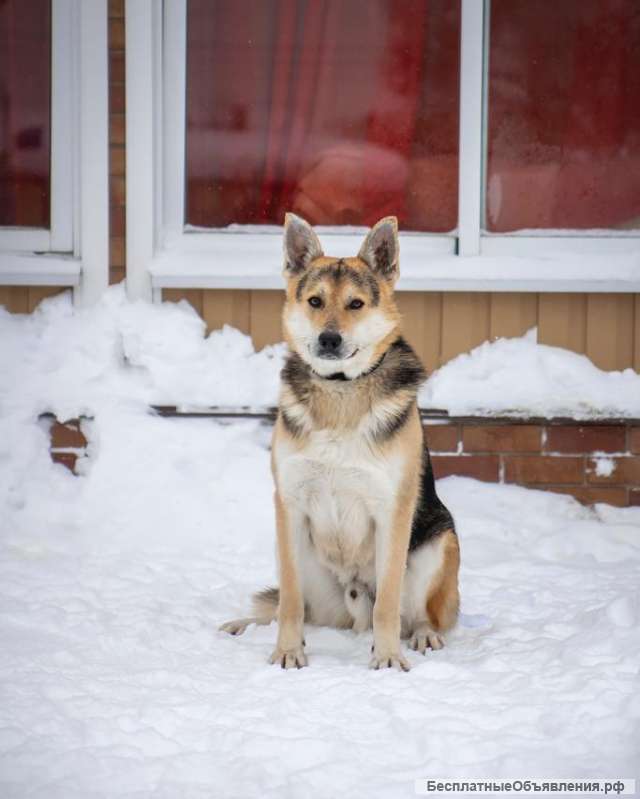 Красавец метис овчарки Грей в добрые руки