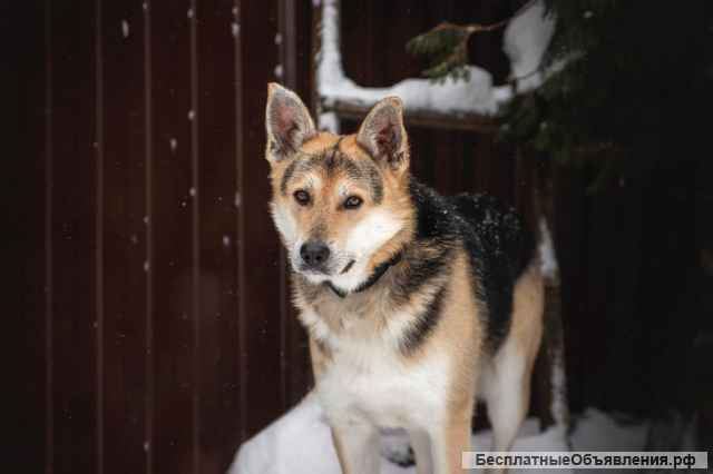 Красавец метис овчарки Грей в добрые руки