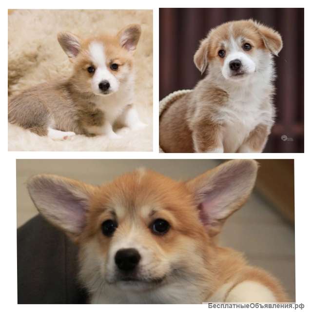 Вельш корги