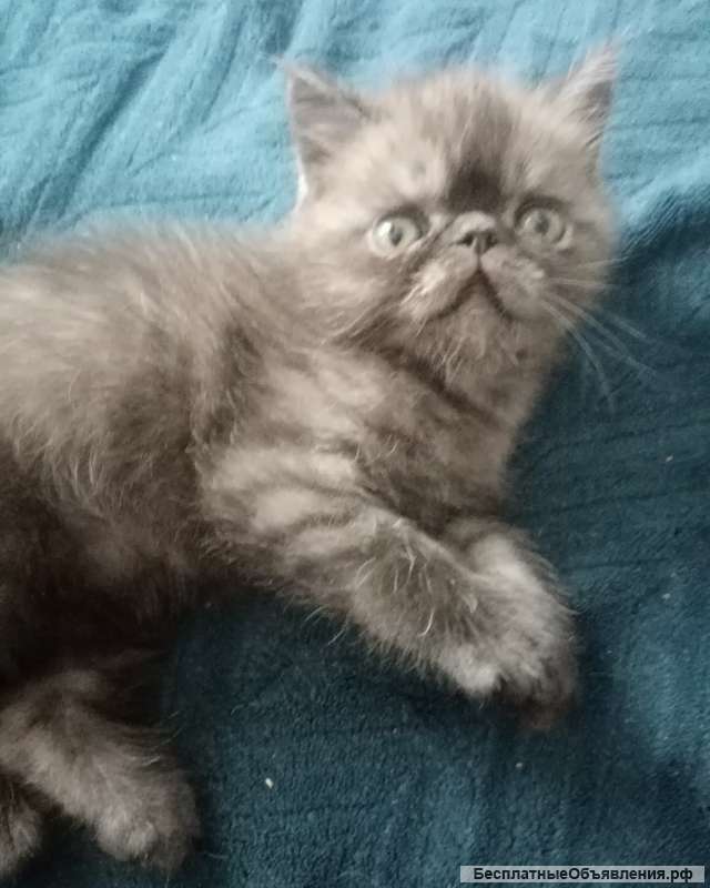 Котята экзоты