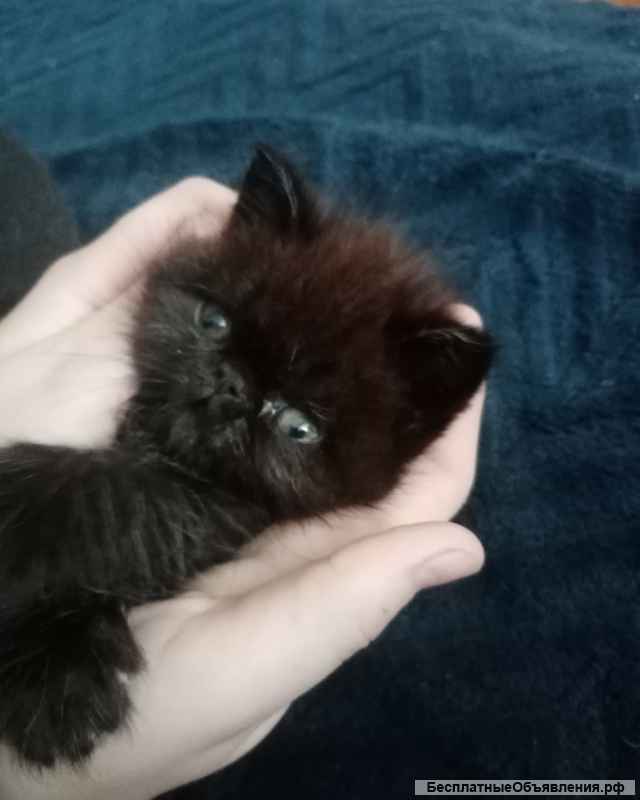 Котята экзоты