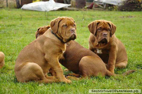 Перспективные щенки бордоского дога