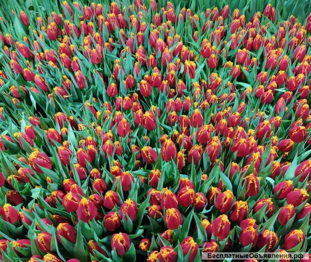 ТЮЛЬПАНЫ собственной выгонки