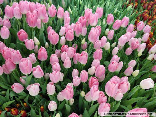 ТЮЛЬПАНЫ собственной выгонки
