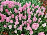 ТЮЛЬПАНЫ собственной выгонки