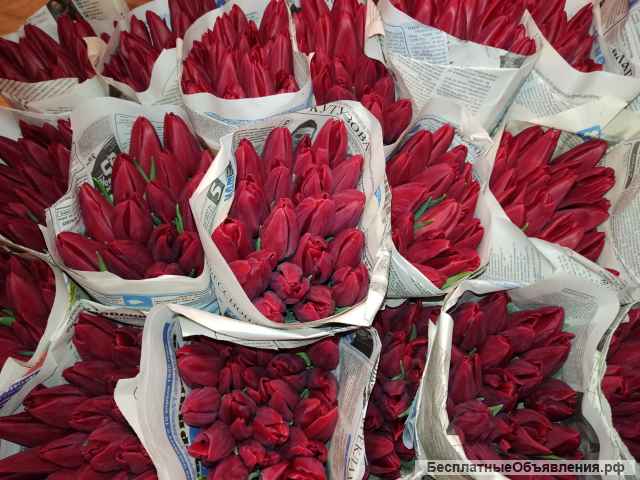 ТЮЛЬПАНЫ собственной выгонки