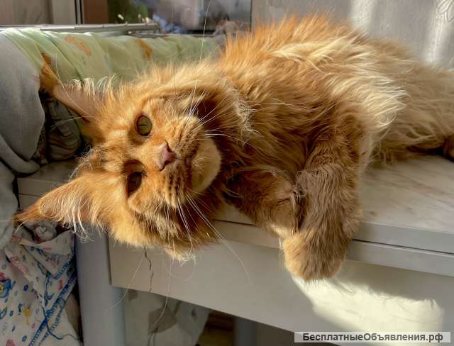 Котята мейн Кун в Иркутске Разные окрасы