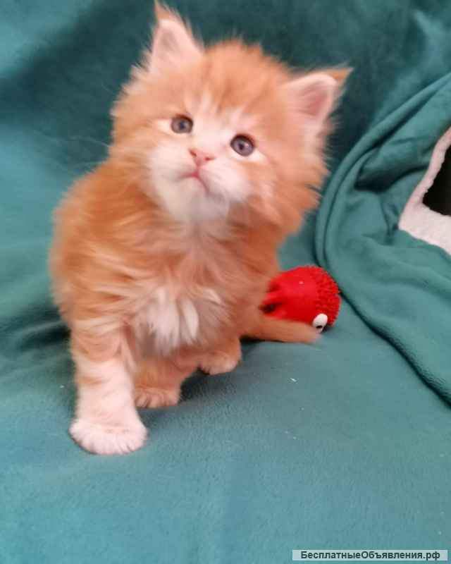 Котята мейн Кун в Иркутске Разные окрасы