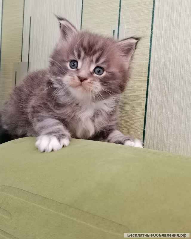Котята мейн Кун в Иркутске Разные окрасы