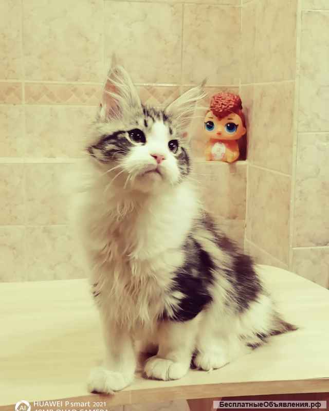 Котята мейн Кун в Иркутске Разные окрасы