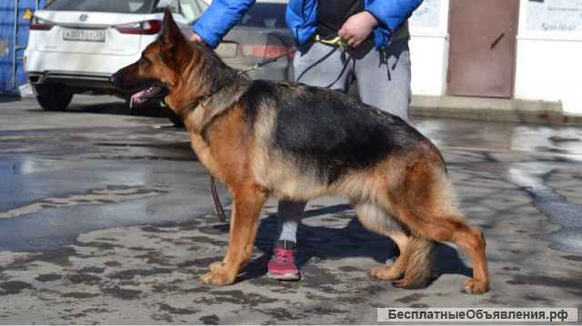 Щенки немецкой овчарки в Иркутске
