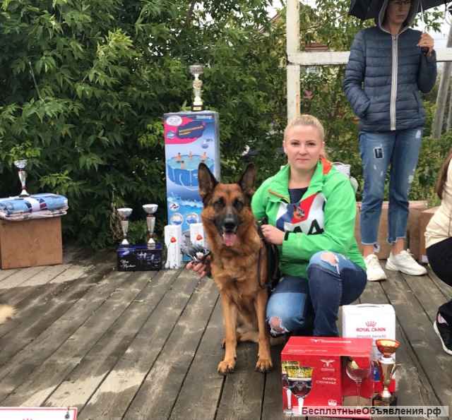 Щенки немецкой овчарки в Иркутске