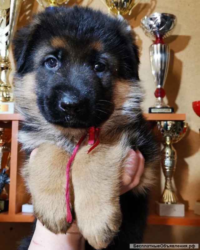 Щенки немецкой овчарки в Иркутске