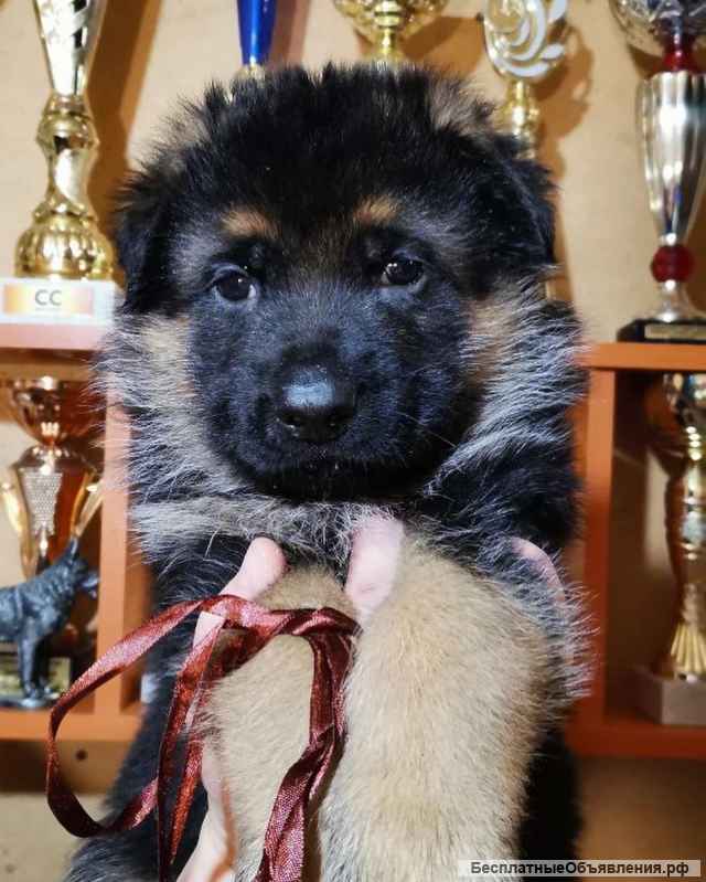 Щенки немецкой овчарки в Иркутске