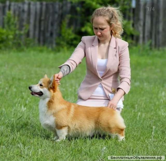 Щенки Вельш корги Пемброк в Иркутске