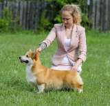 Щенки Вельш корги Пемброк в Иркутске