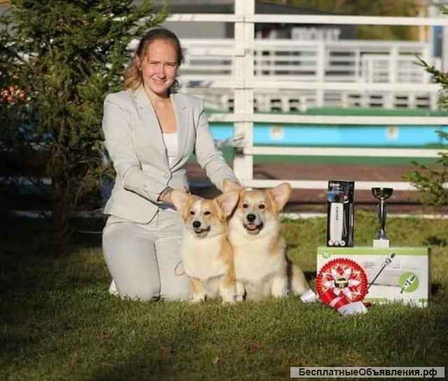 Щенки Вельш корги Пемброк в Иркутске