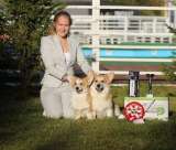 Щенки Вельш корги Пемброк в Иркутске