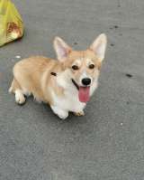 Щенки Вельш корги Пемброк в Иркутске