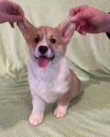 Щенки Вельш корги Пемброк в Иркутске