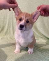 Щенки Вельш корги Пемброк в Иркутске