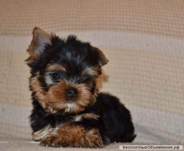 Щенки йоркширского терьера в Иркутске