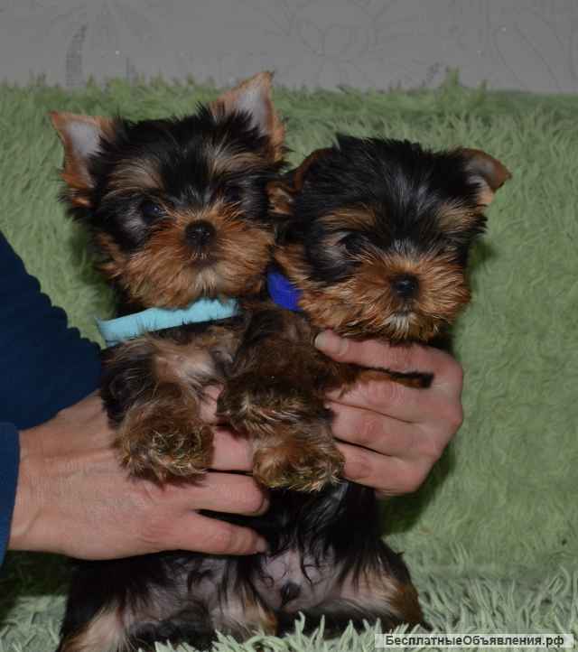 Щенки йоркширского терьера в Иркутске