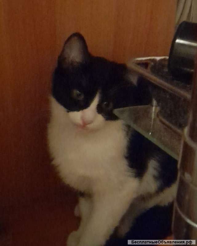 Отдам котёнок, девочку, даром