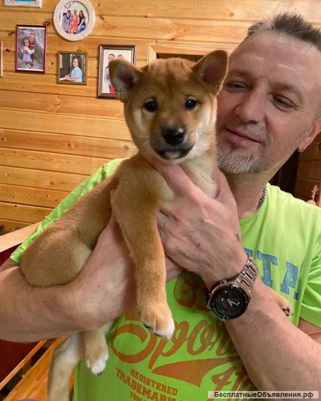 Сиба ину девочка щенки