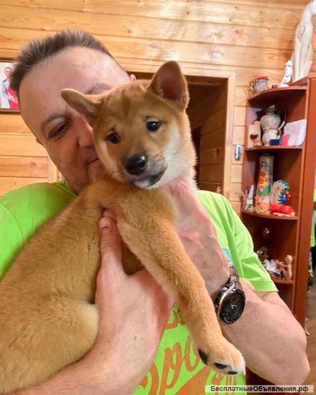 Сиба ину девочка щенки