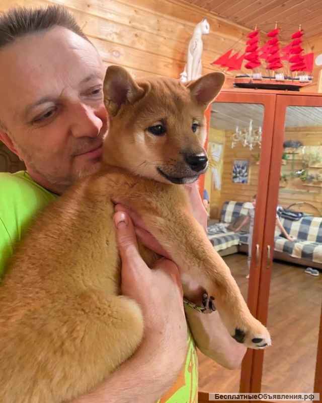 Сиба ину девочка щенки