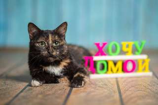 Красавица и умница молодая кошка в добрые руки