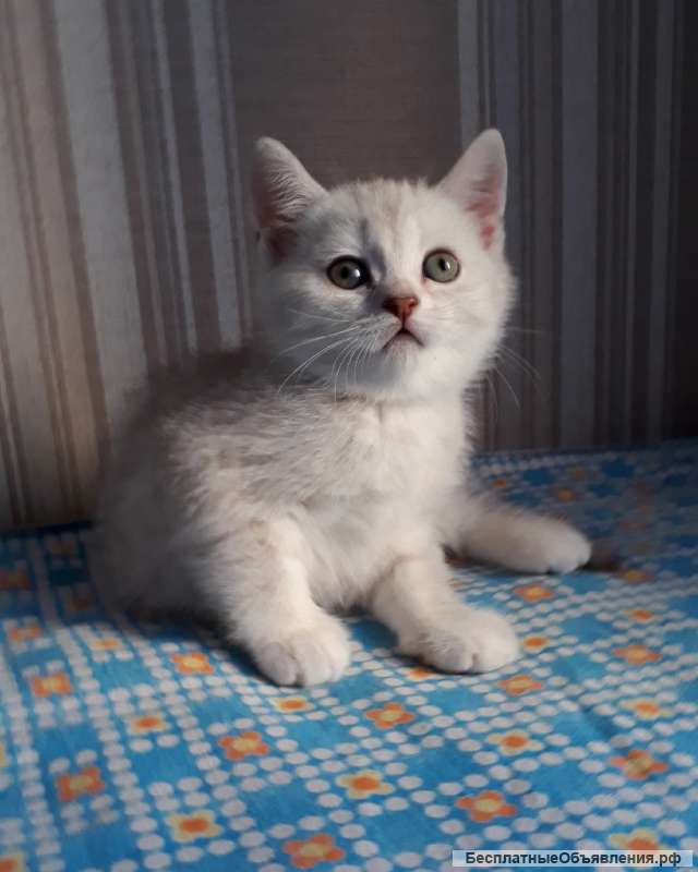 Британская серебристая девочка 2.5 мес.