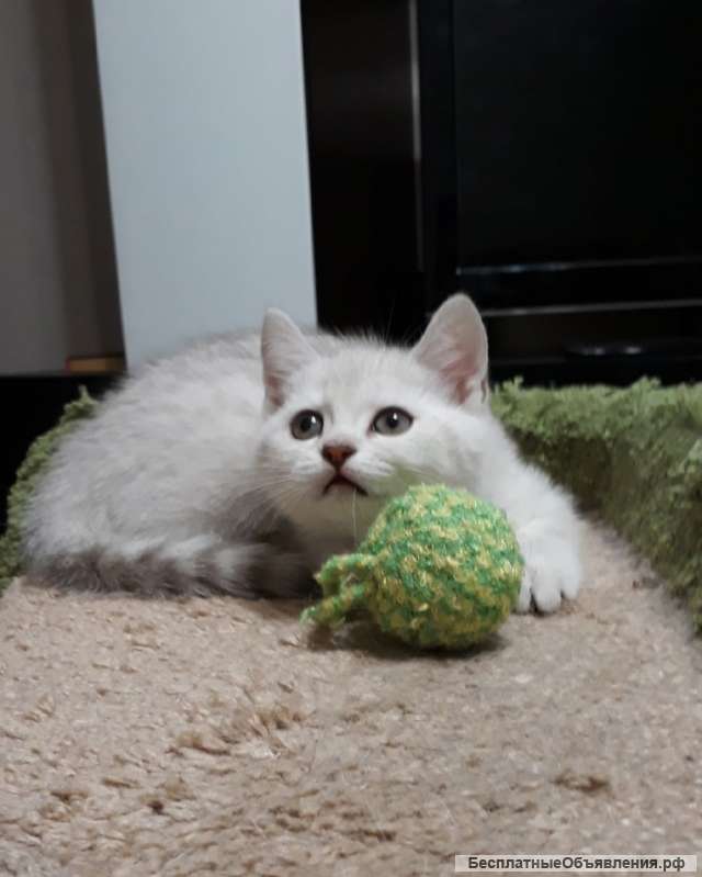 Британская серебристая малышка