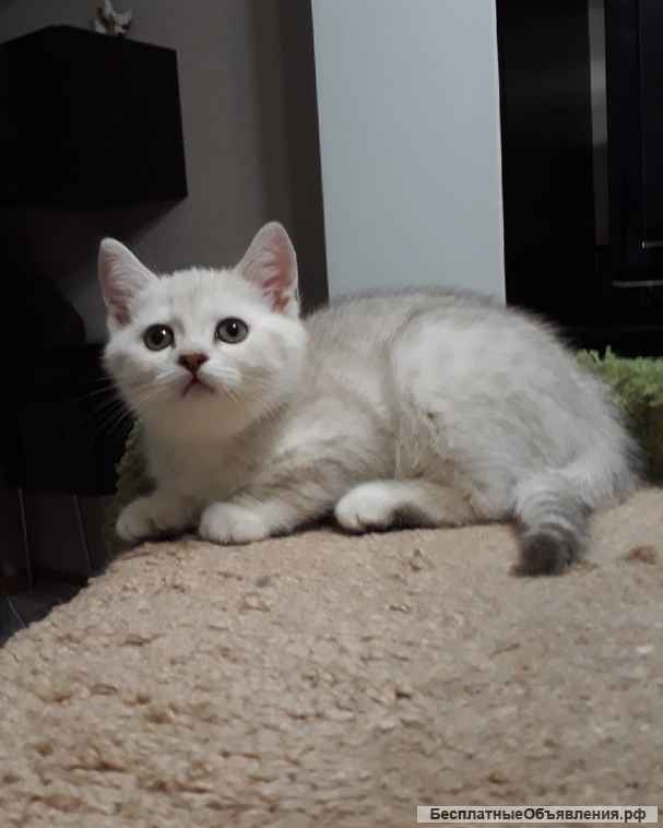 Британская серебристая малышка