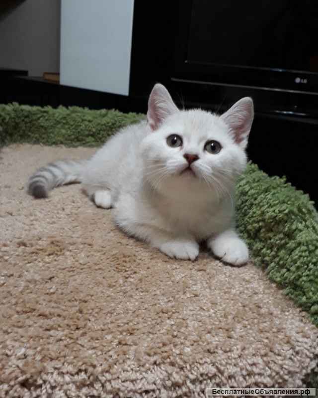 Британская серебристая малышка