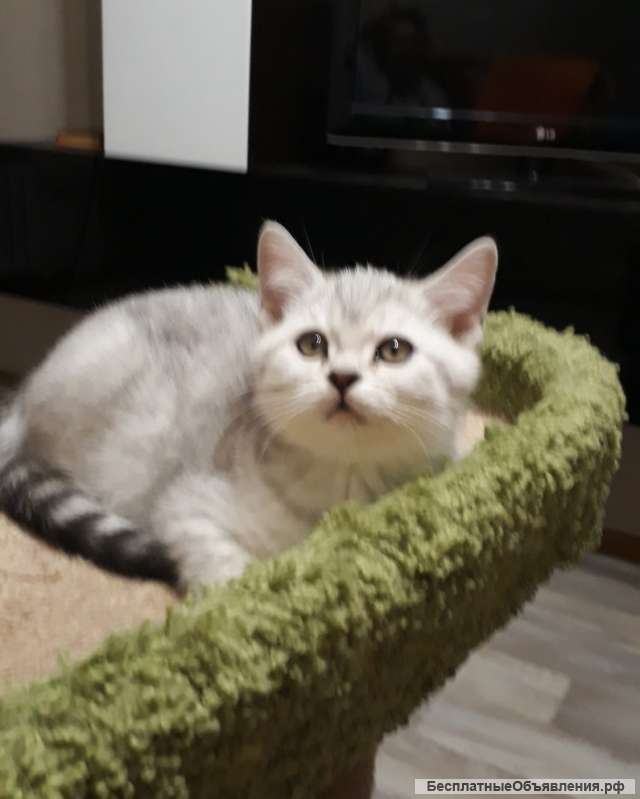 Чудная девочка окрас серебристая шиншилла