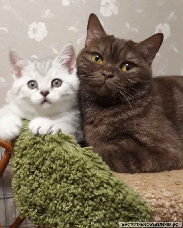 Чудная девочка окрас серебристая шиншилла